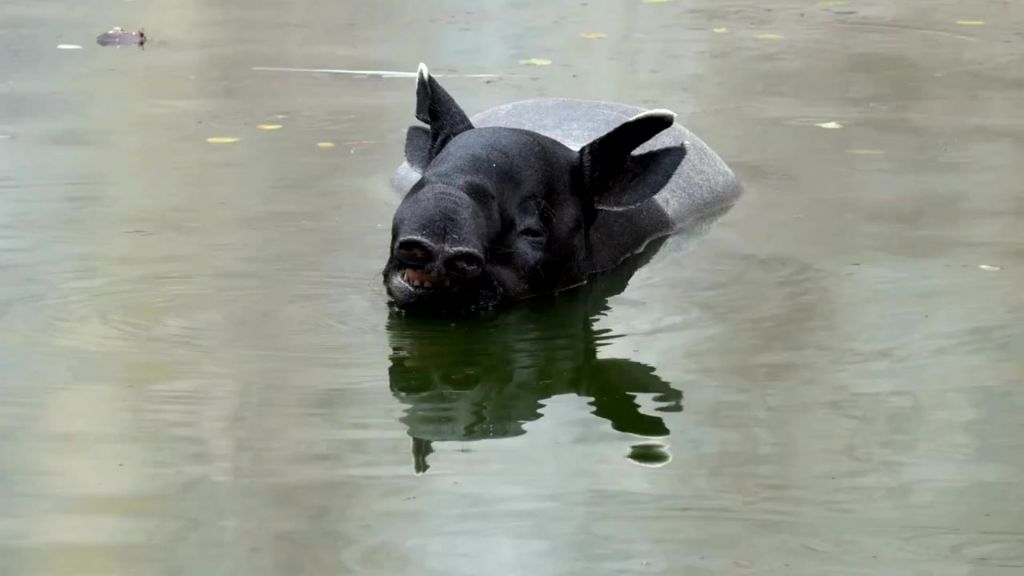 Malayan Tapir Tapirus indicus playing in the water 