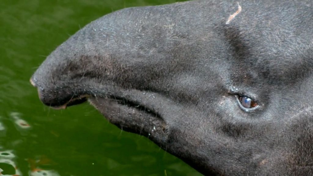 Malayan Tapir Tapirus indicus playing in the water 