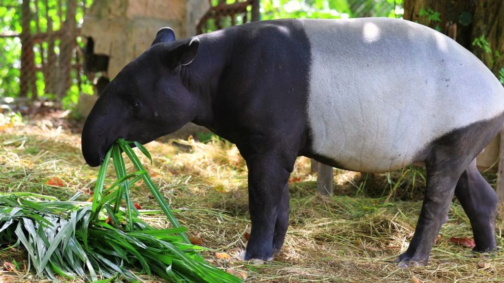 Malayan Tapir Tapirus indicus eating