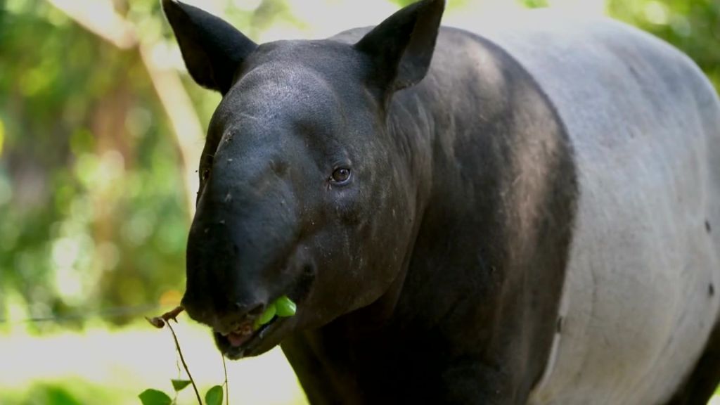 Malayan Tapir Tapirus indicus eating