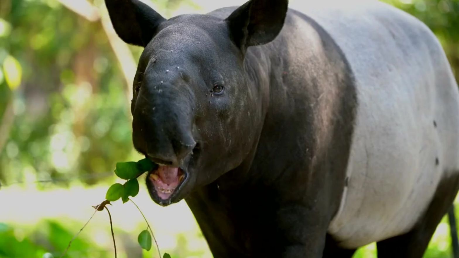 Malayan Tapir Tapirus indicus eating