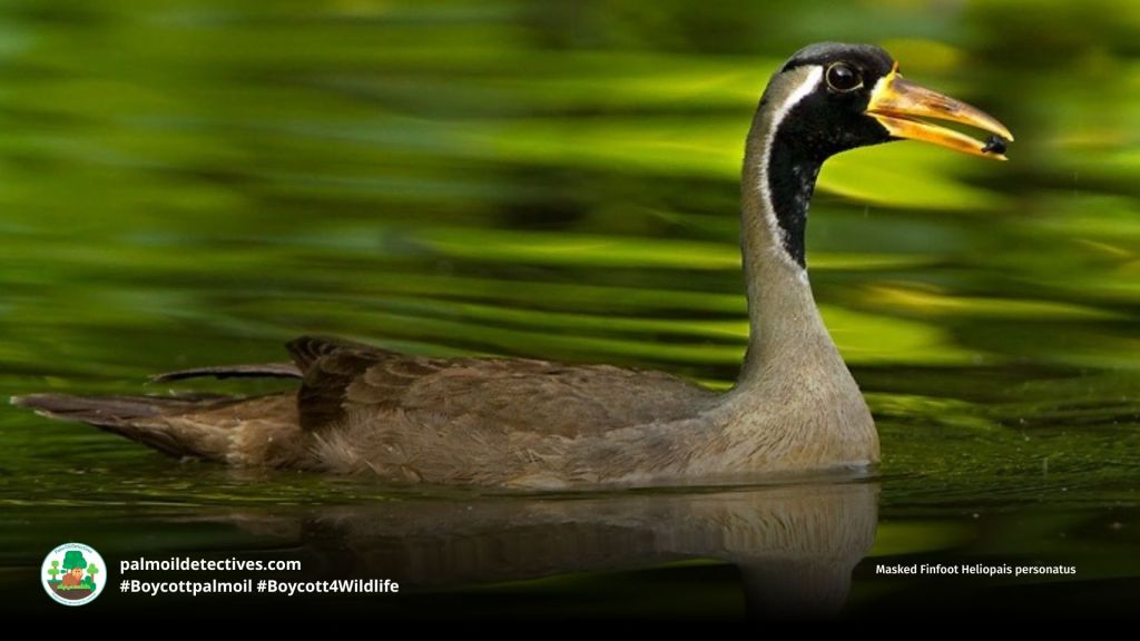 Masked Finfoot Heliopais personatus