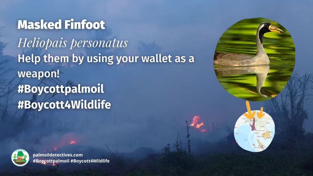 Masked Finfoot Heliopais personatus boycott palm oil