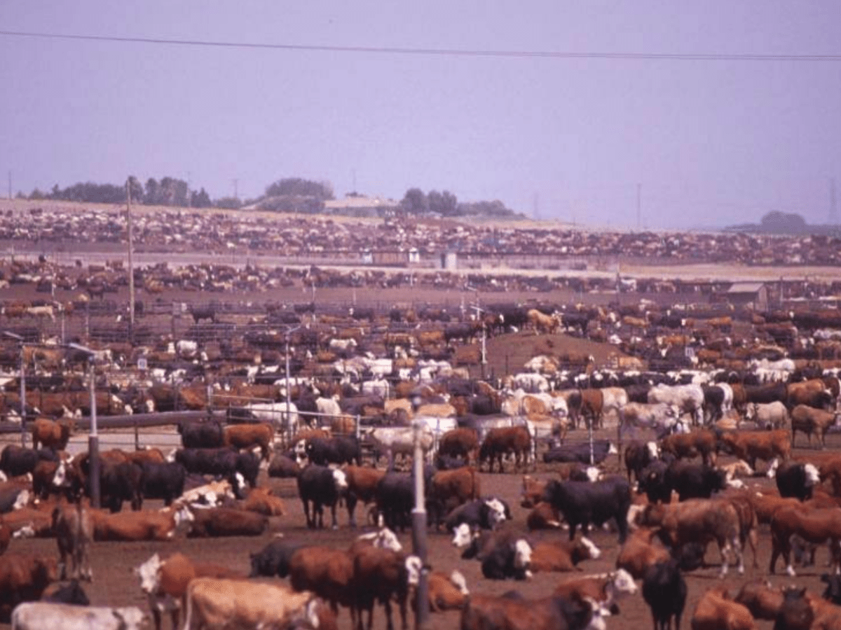 How our food choices cut into forests and put us closer to&nbsp;viruses