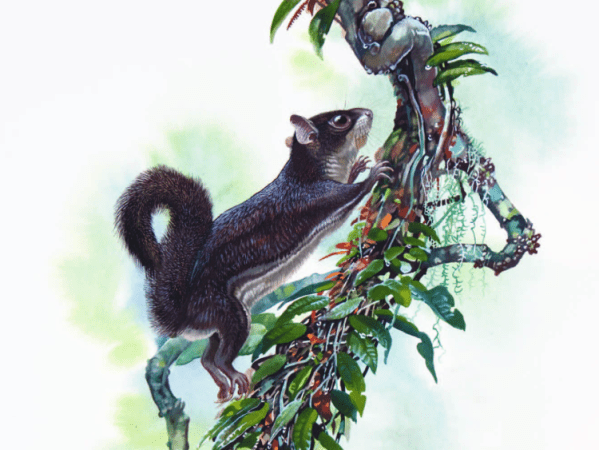 Mentawi Flying Squirrel Iomys&nbsp;sipora