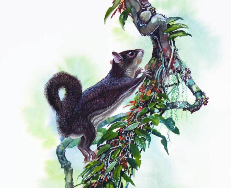 Mentawi Flying Squirrel Iomys sipora