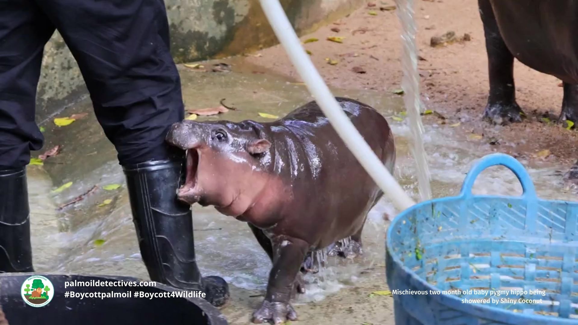 Mischievous two month old baby pygmy hippo being showered by Shiny Coconut
