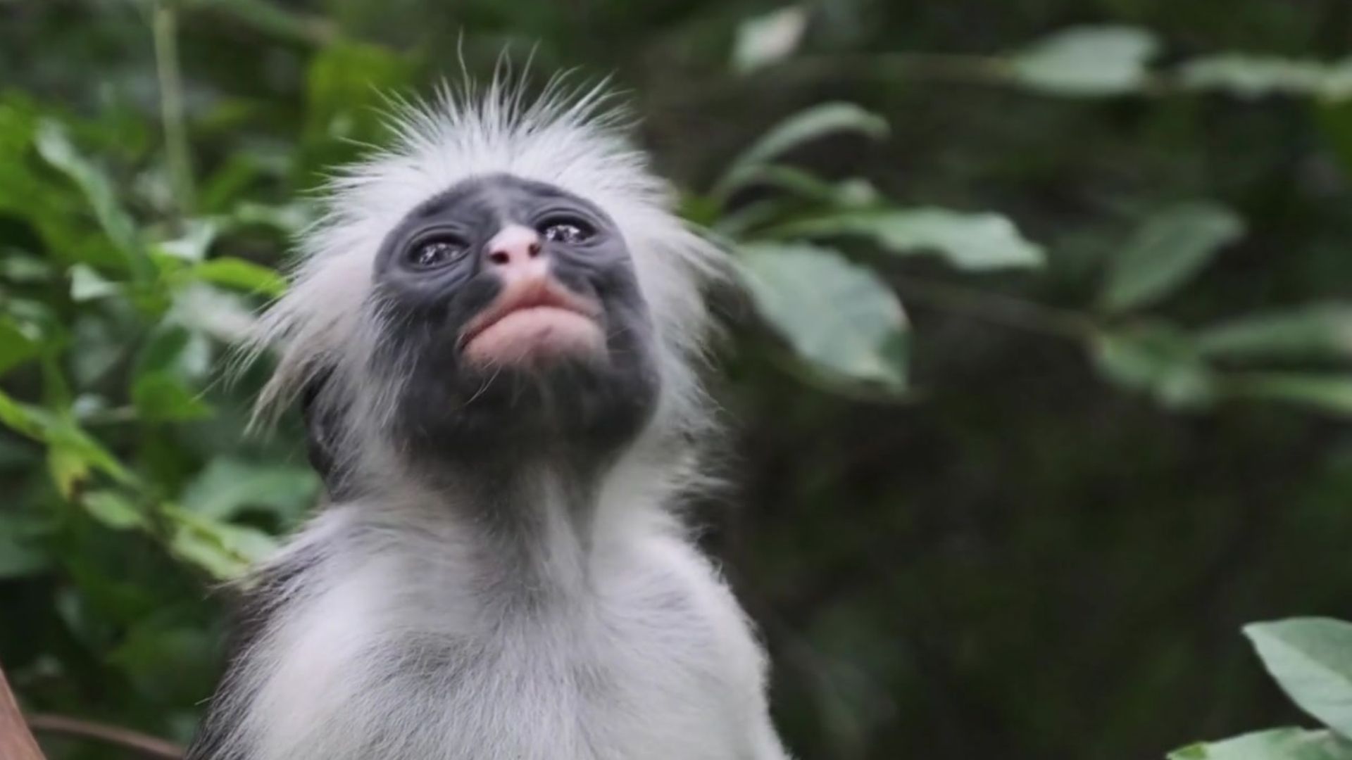 Miss Waldron’s Red Colobus Piliocolobus waldroni