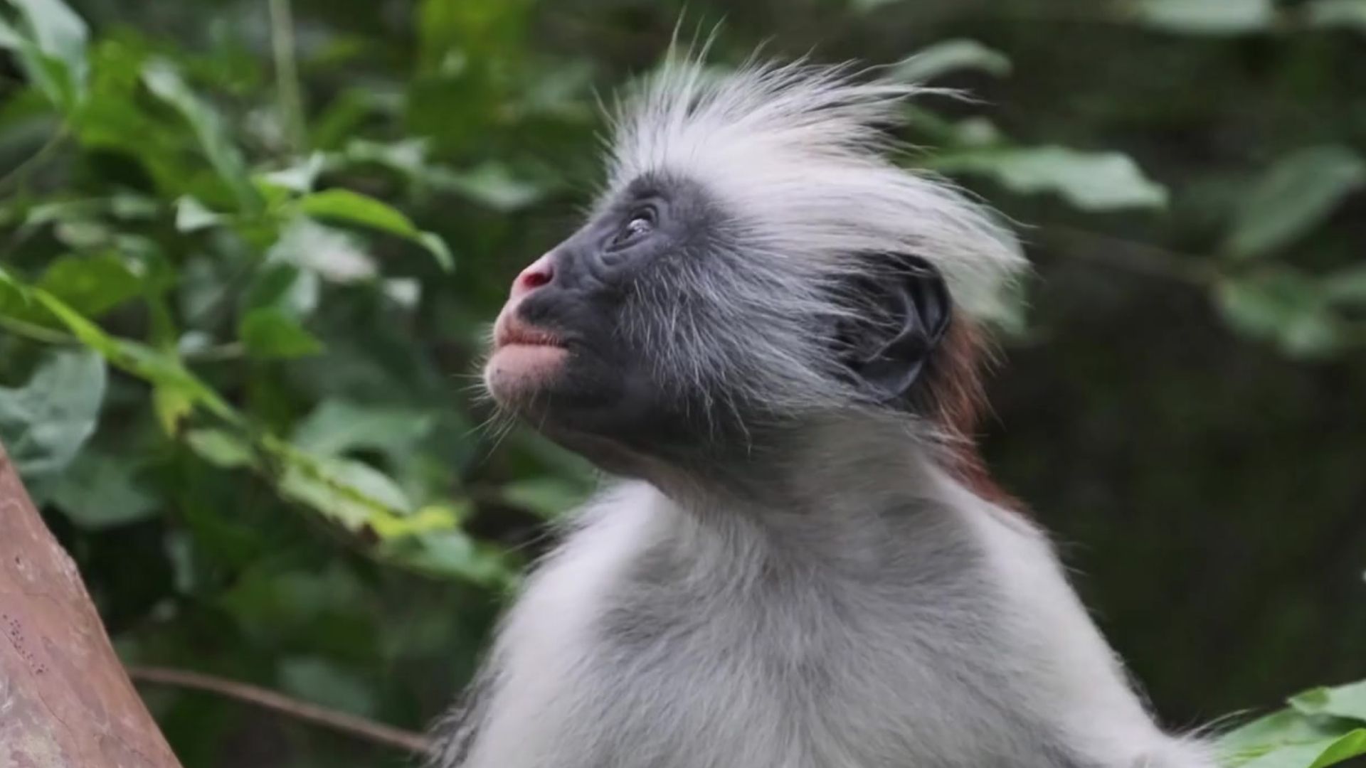Miss Waldron’s Red Colobus Piliocolobus waldroni