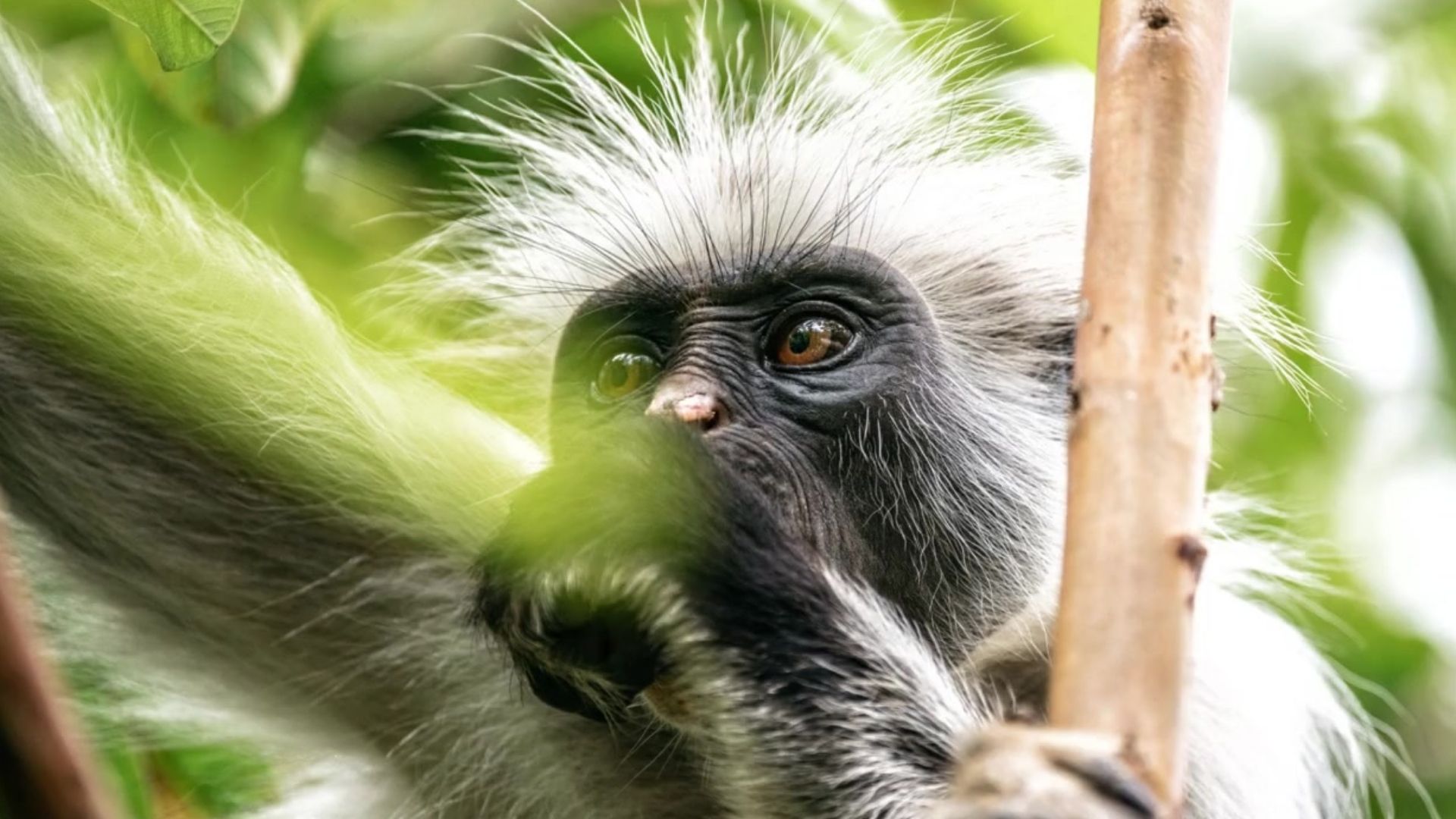 Miss Waldron’s Red Colobus Piliocolobus waldroni