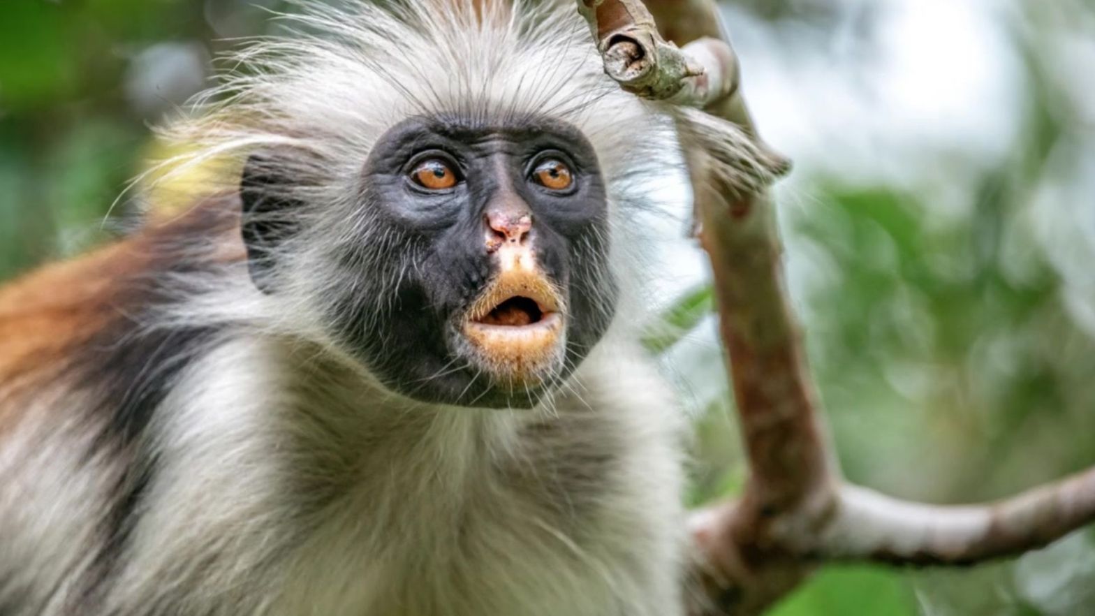 Miss Waldron’s Red Colobus Piliocolobus waldroni