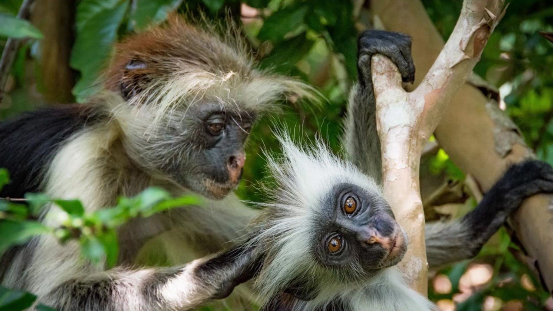 Miss Waldron’s Red Colobus Piliocolobus waldroni, a pair grooming each other