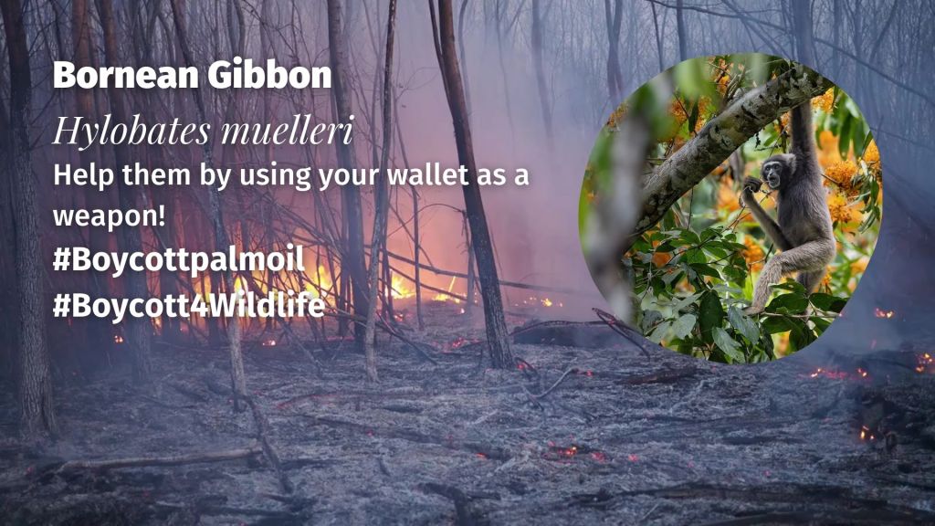 Müller's gibbon Hylobates muelleri boycott