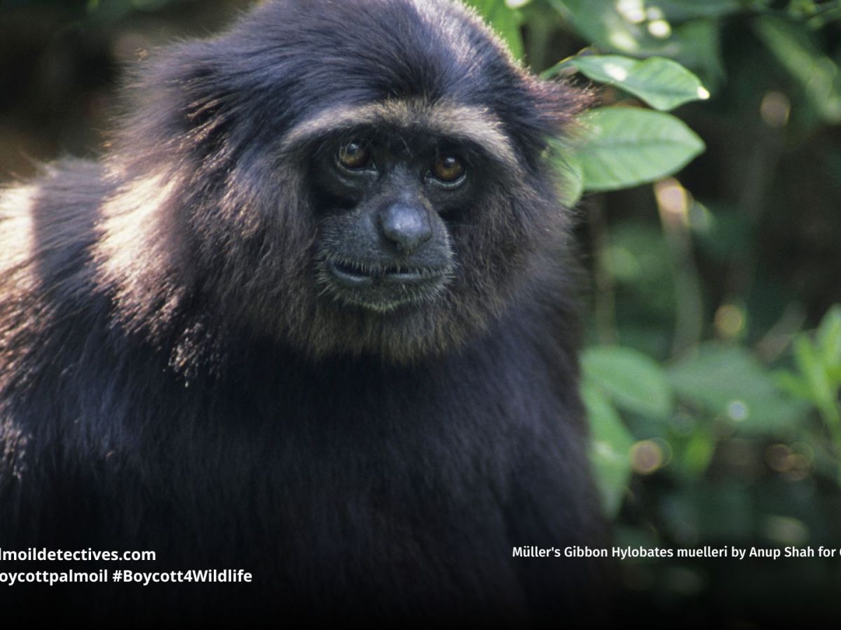 Müller’s gibbon Hylobates muelleri