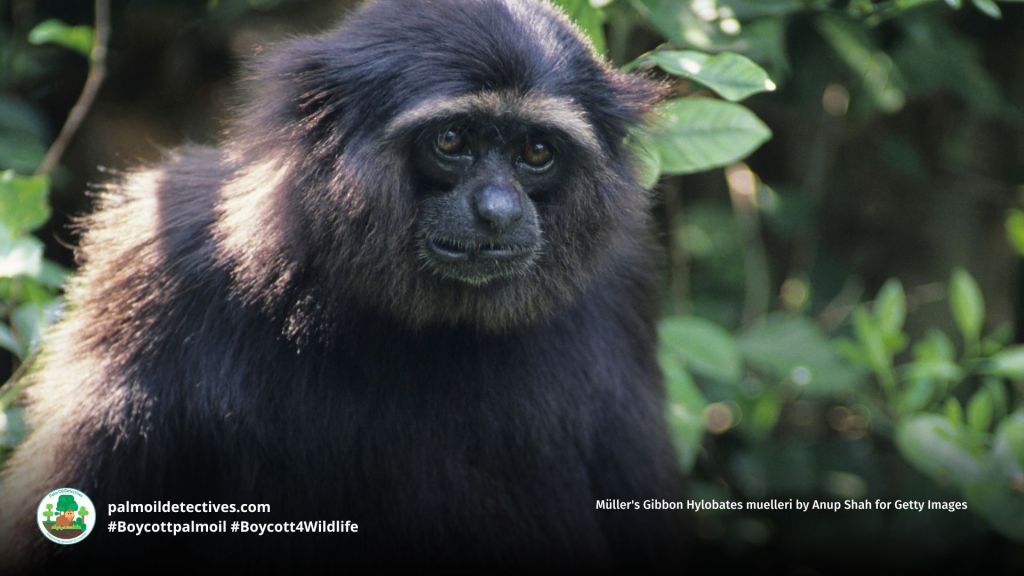 Müller's Gibbon Hylobates muelleri by Anup Shah for Getty Images