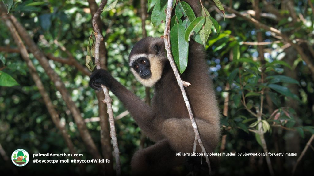Müller's Gibbon Hylobates muelleri by SlowMotionGli for Getty Images (2)