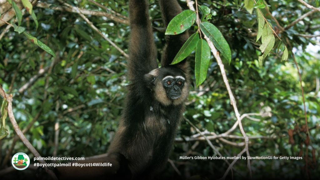 Müller's Gibbon Hylobates muelleri by SlowMotionGli for Getty Images