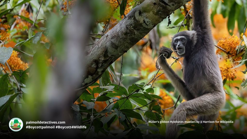 Müller's gibbon Hylobates muelleri by Wirestock for Getty Images (2)