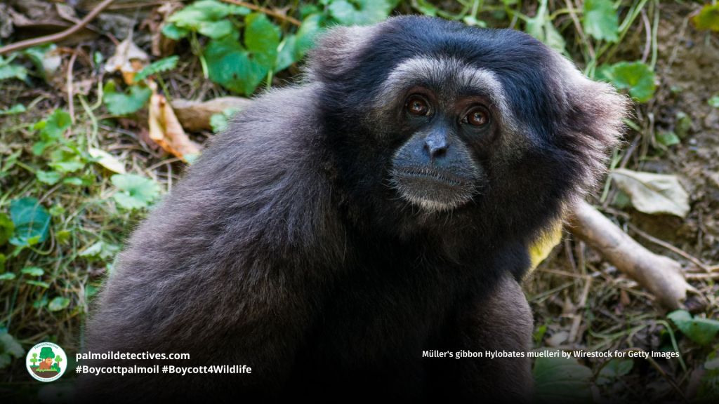 Müller's gibbon Hylobates muelleri by Wirestock for Getty Images
