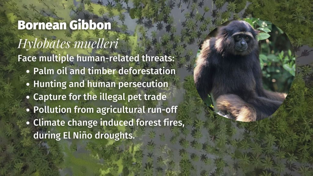 Müller's gibbon Hylobates muelleri threats