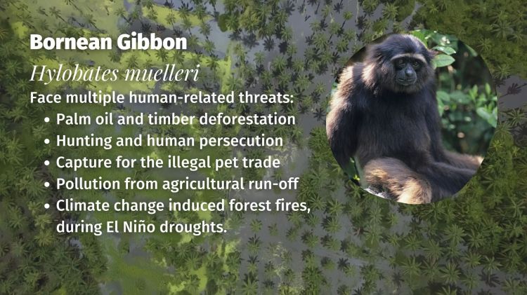 Müller's gibbon Hylobates muelleri threats