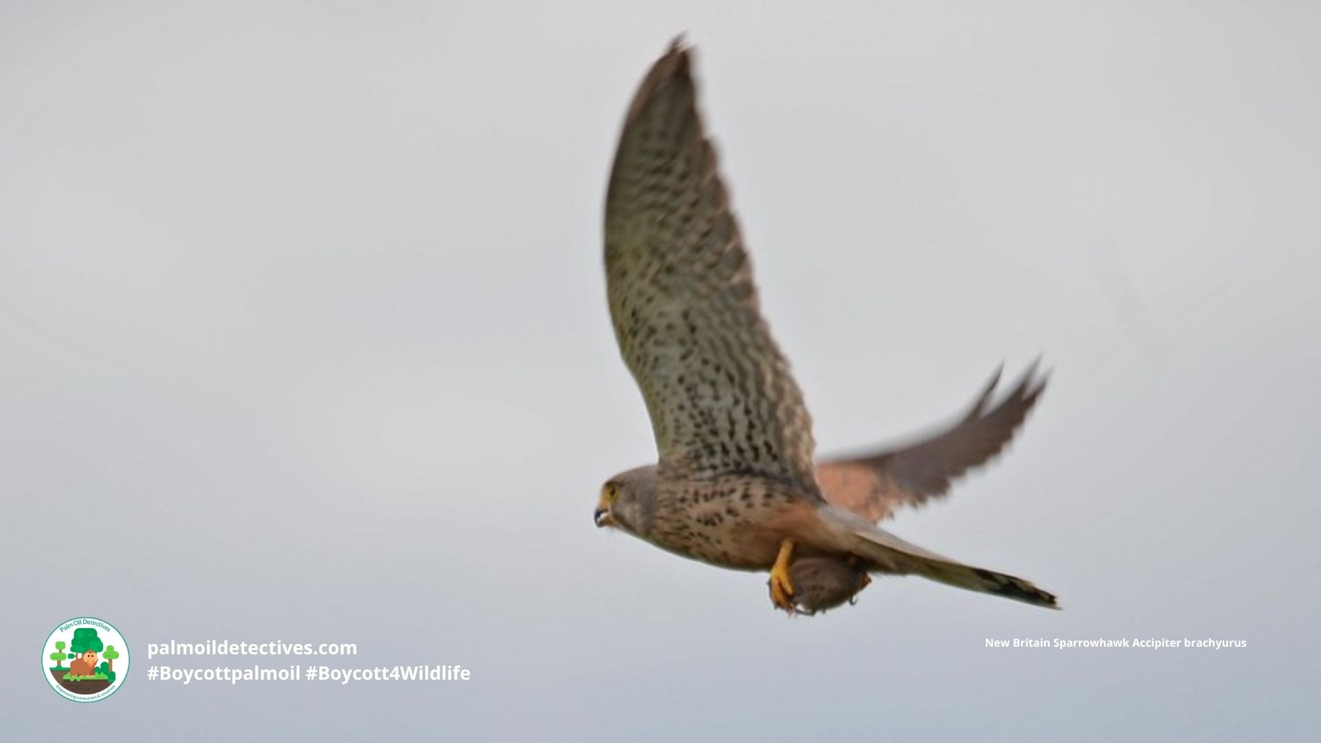 New Britain Sparrowhawk Accipiter brachyurus