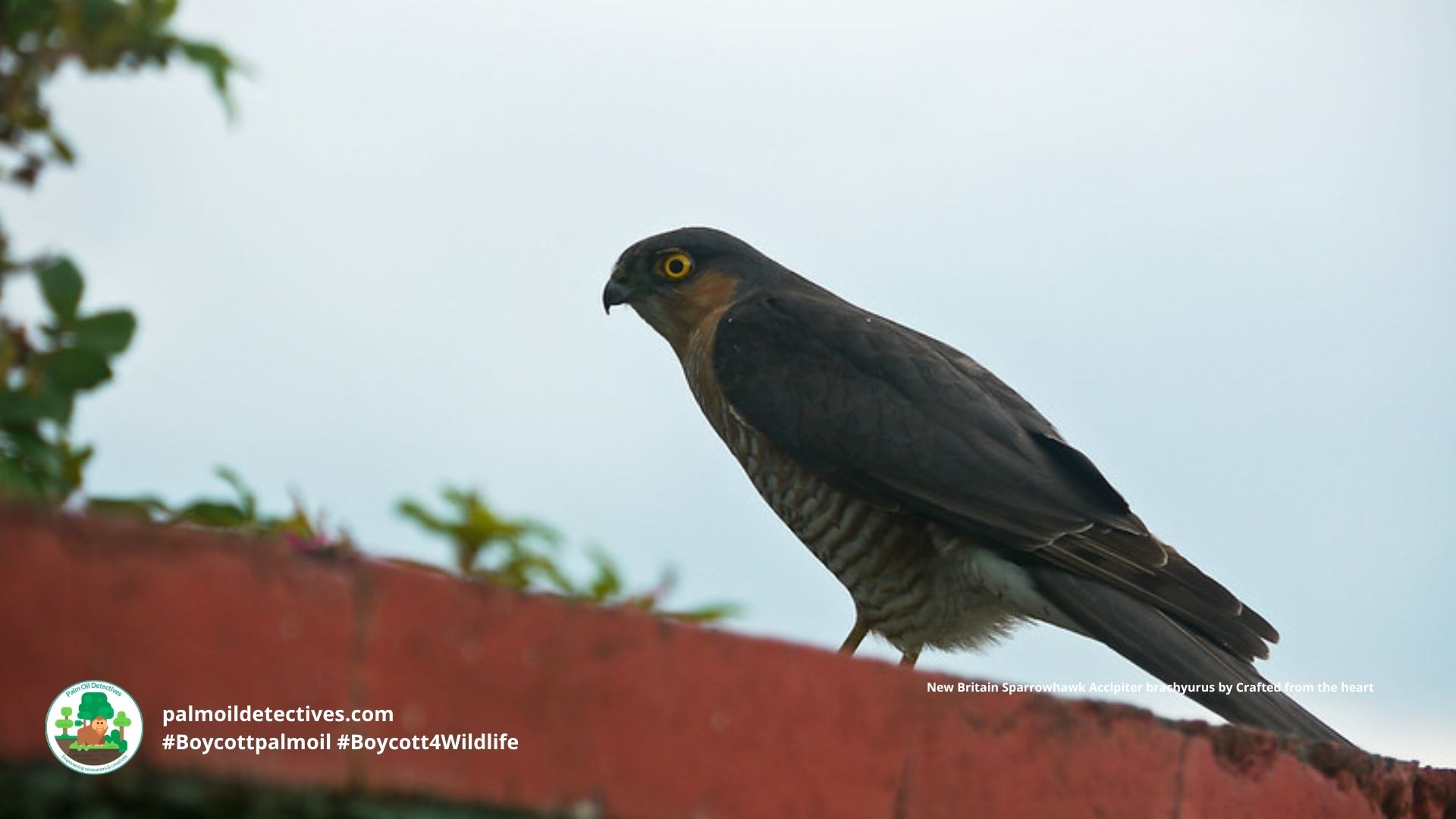 New Britain Sparrowhawk Accipiter brachyurus