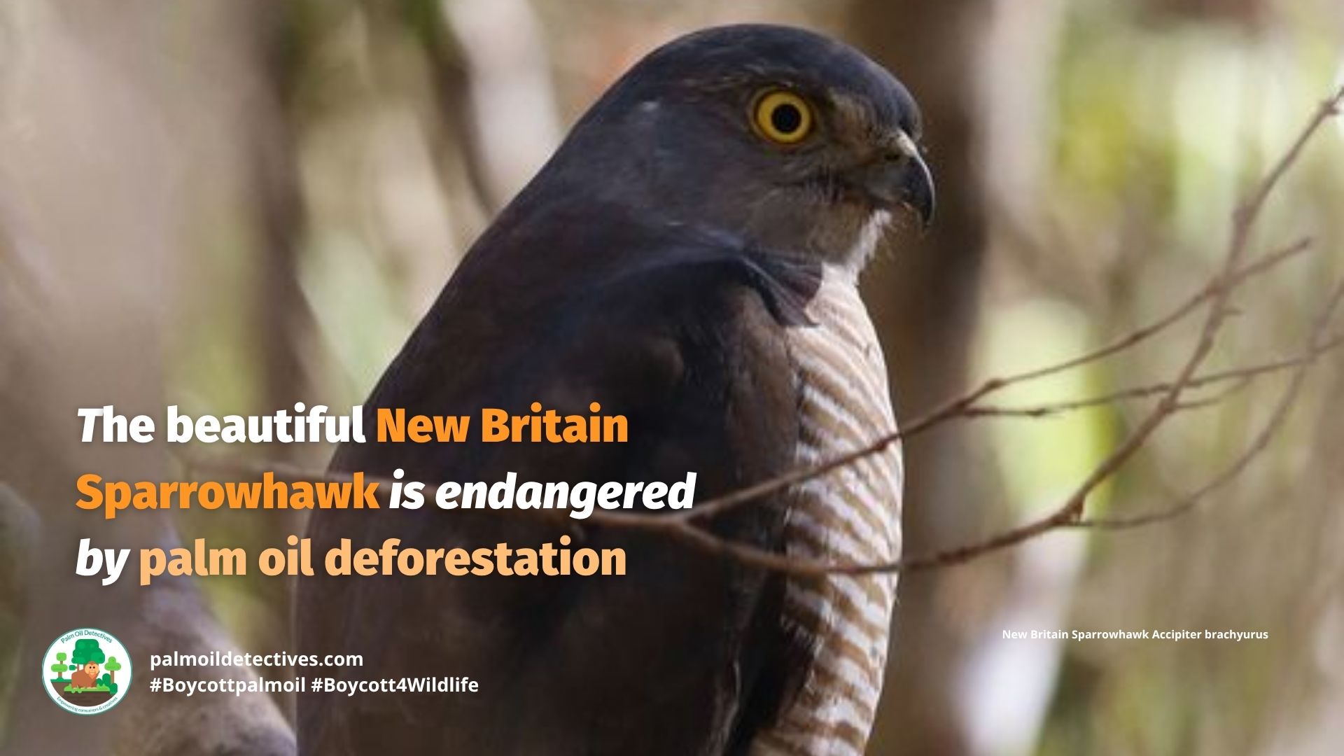 New Britain Sparrowhawk Accipiter brachyurus