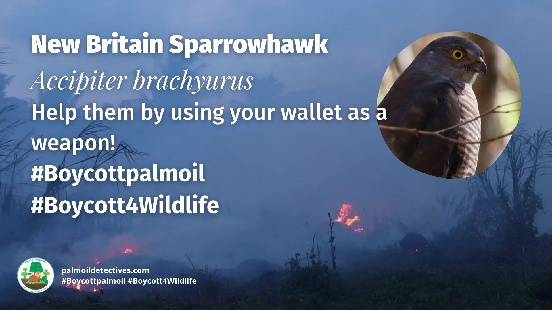New Britain Sparrowhawk Accipiter brachyurus boycott palm oil 