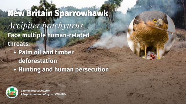 New Britain Sparrowhawk Accipiter brachyurus threats