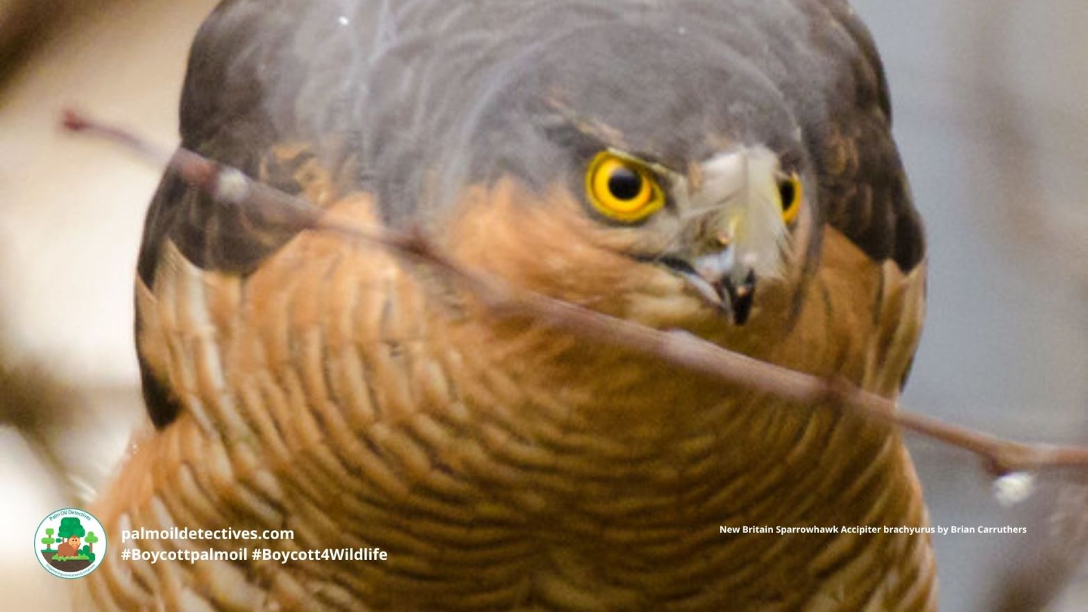 New Britain Sparrowhawk Accipiter brachyurus