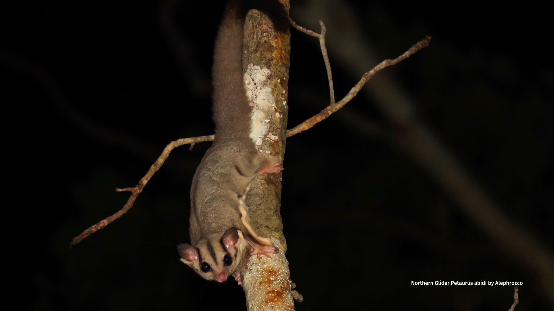 Northern Glider Petaurus abidi