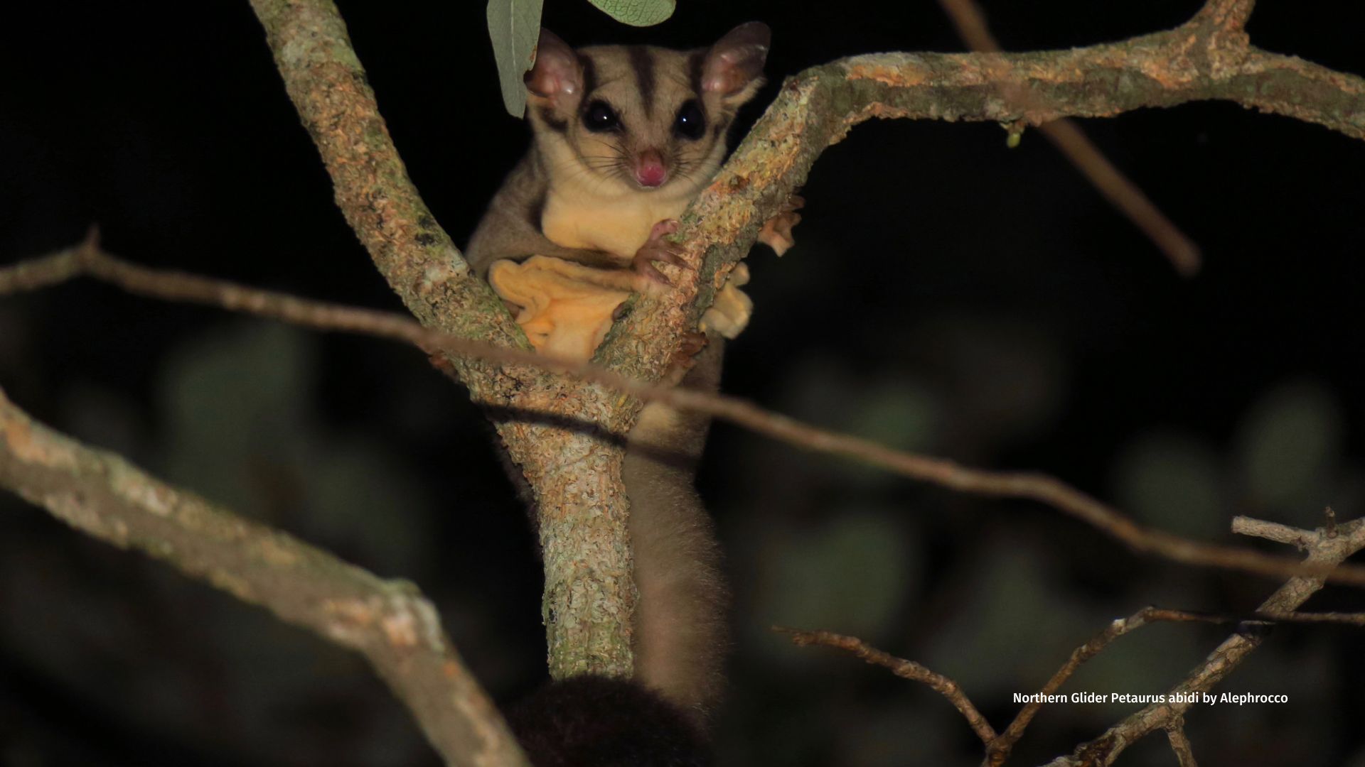 Northern Glider Petaurus abidi