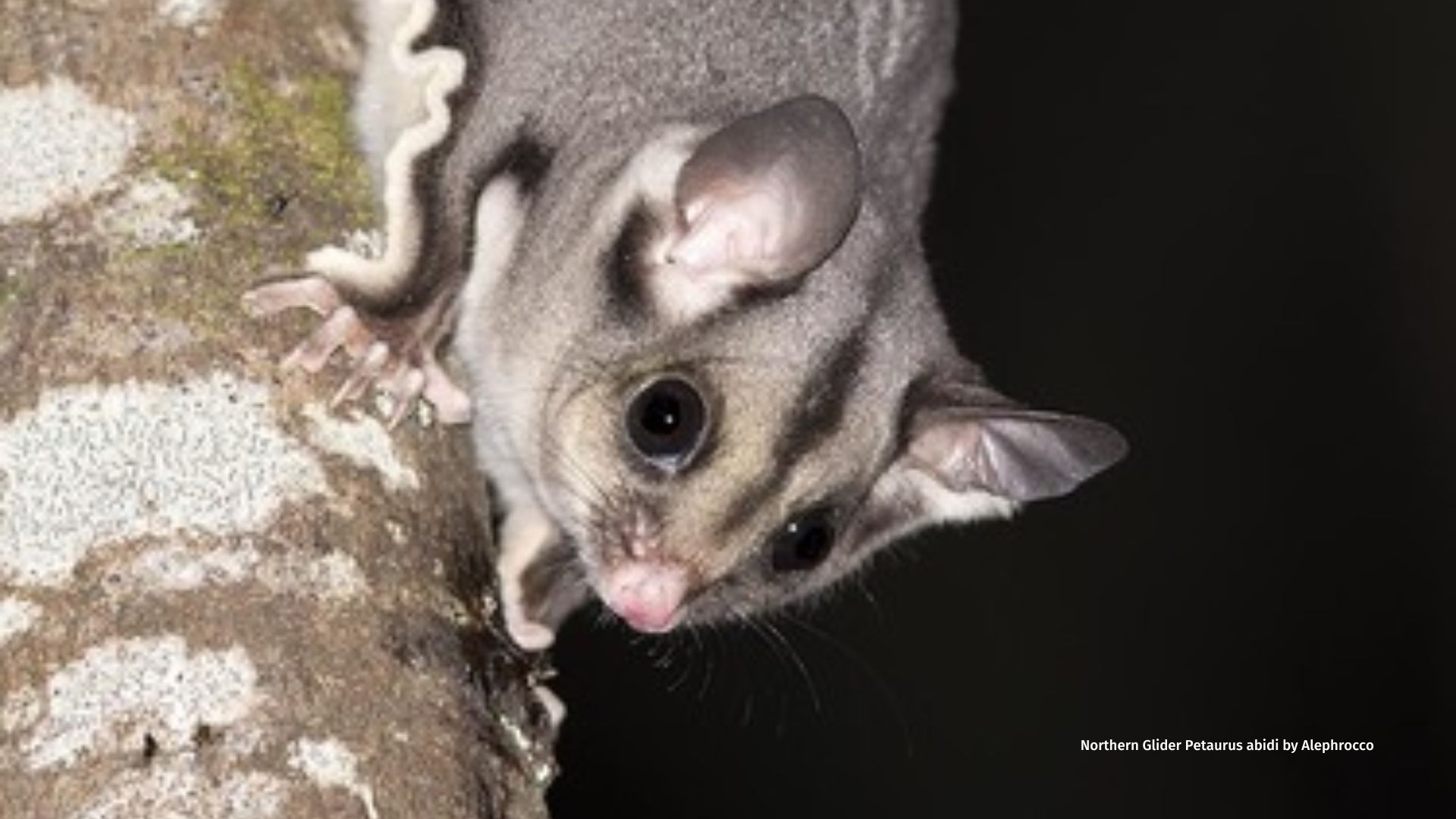 Northern Glider Petaurus abidi
