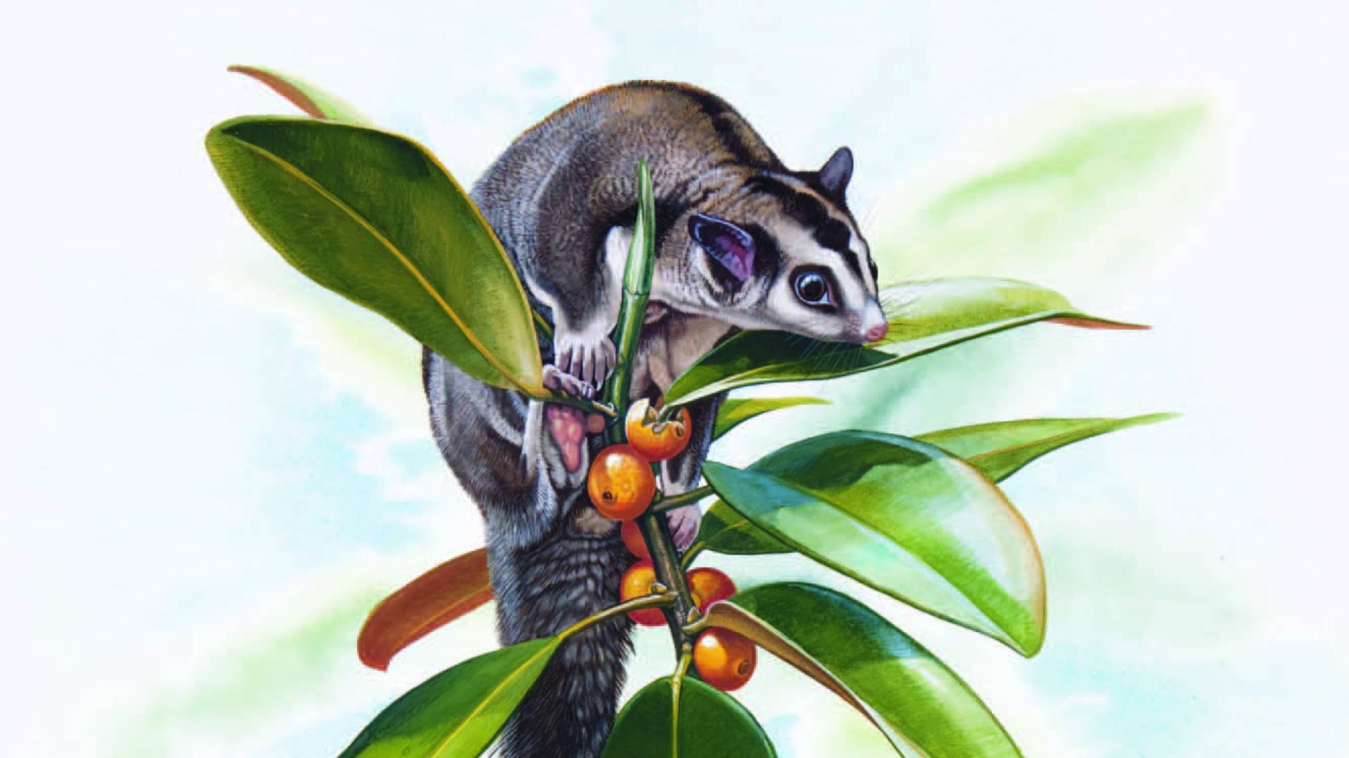 Northern Glider Petaurus abidi