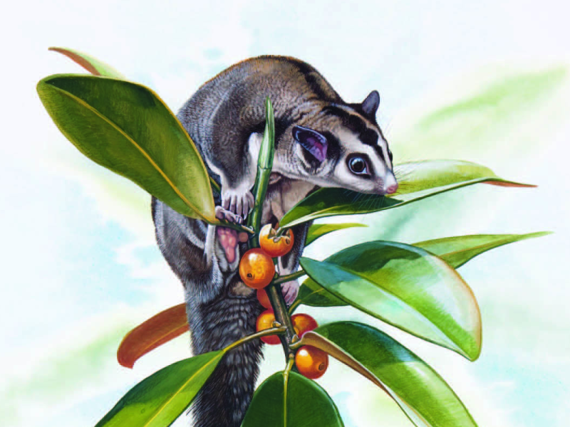 Northern Glider Petaurus&nbsp;abidi