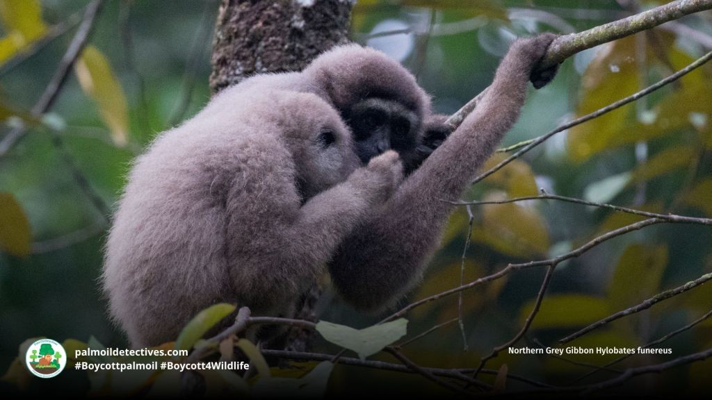 Northern grey gibbon 2 by hokoonwong