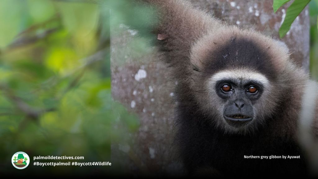 Northern grey gibbon by Ayuwat