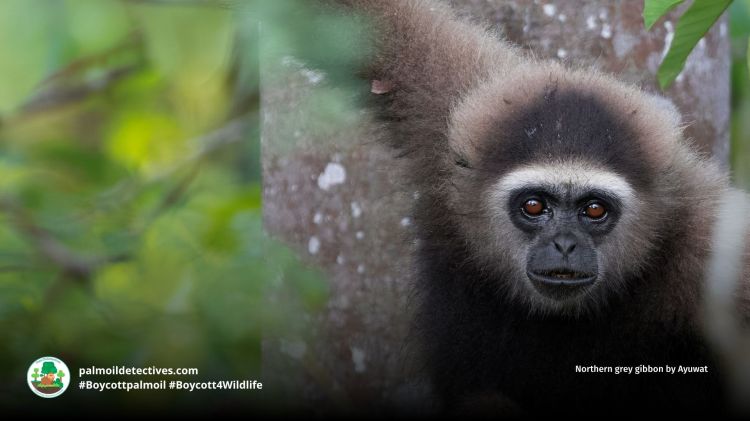 Northern grey gibbon by Ayuwat
