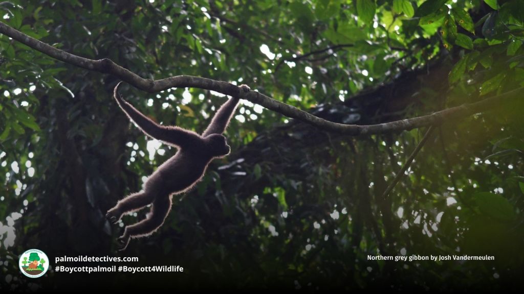 Northern grey gibbon by Josh Vandermeulen