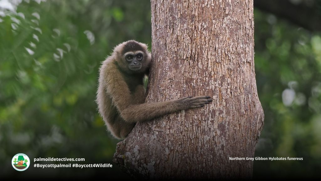 Northern Grey Gibbon Hylobates funereus sitting in tree