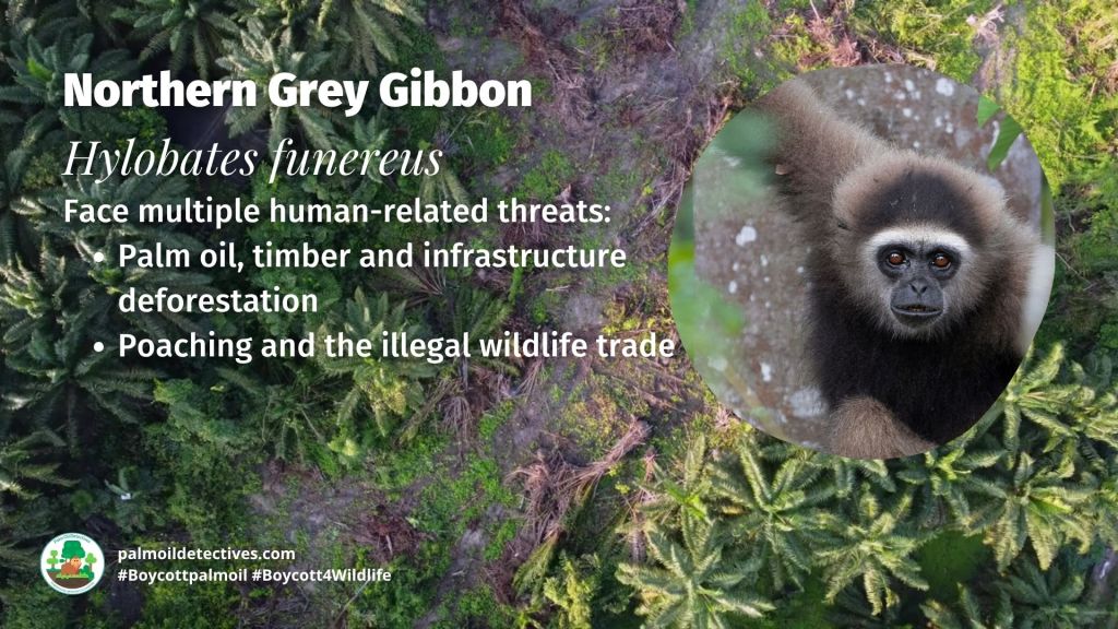Northern Grey Gibbon Hylobates funereus threats