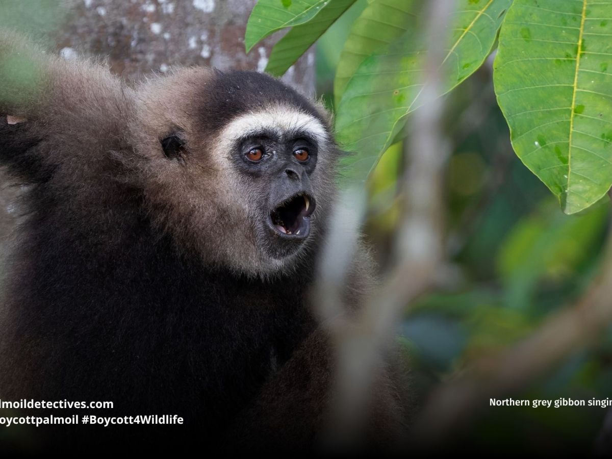 Northern Gray Gibbon Hylobates&nbsp;funereus