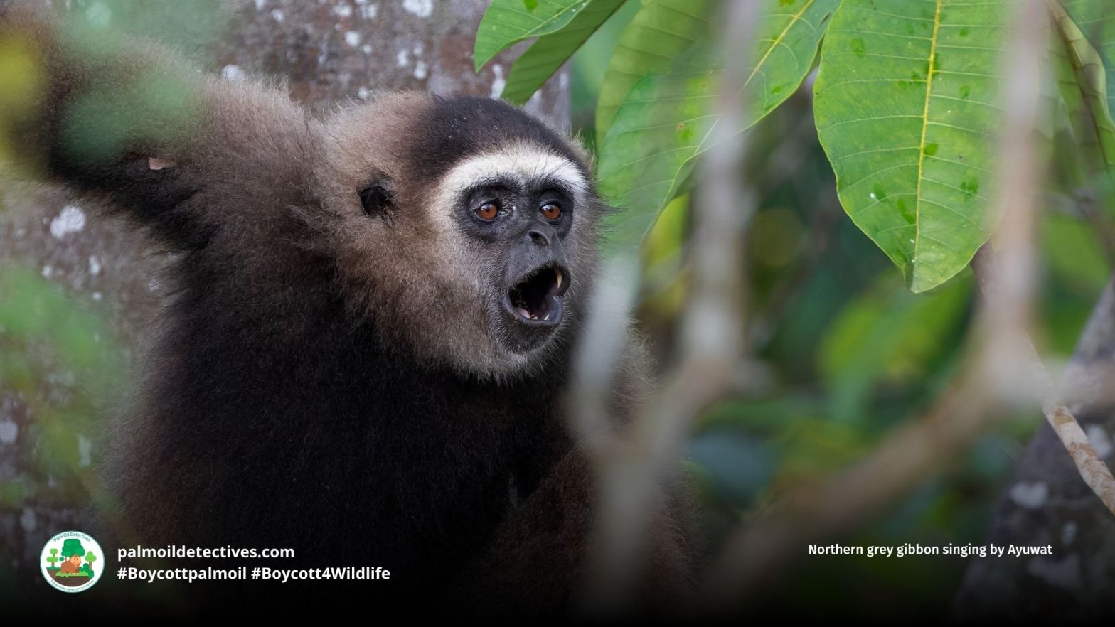 Northern grey gibbon singing by Ayuwat