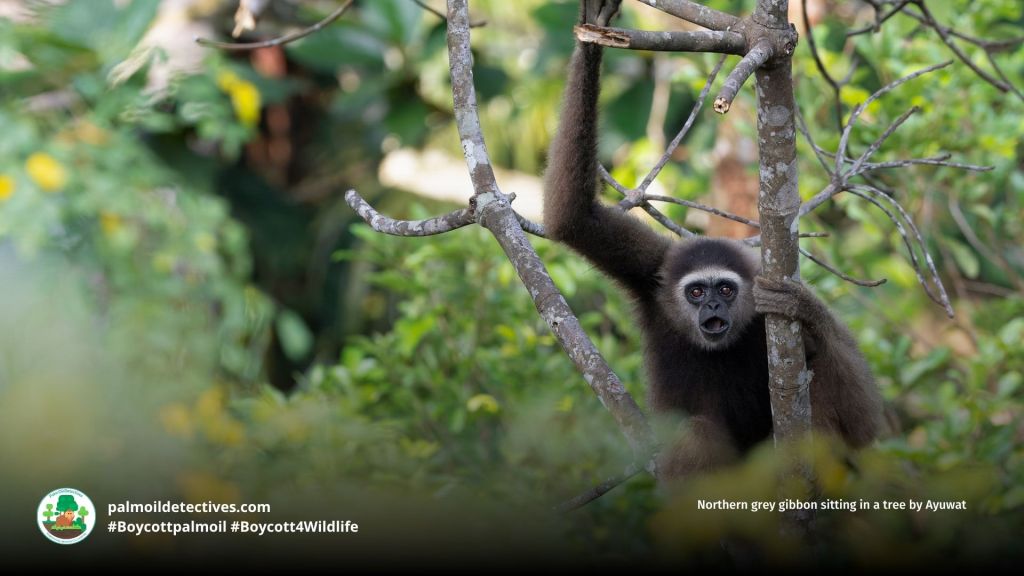 Northern grey gibbon sitting in a tree by Ayuwat
