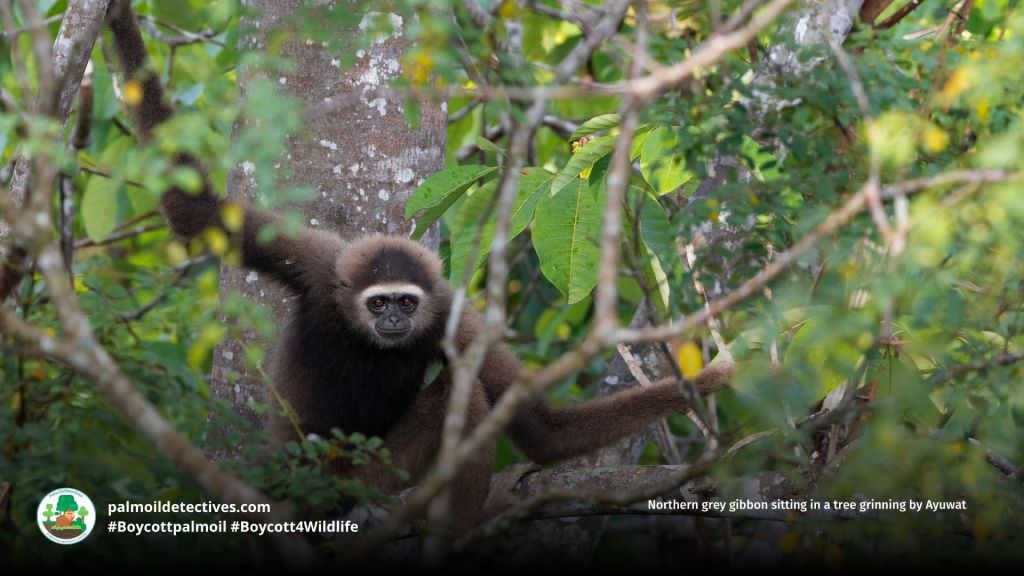 Northern grey gibbon sitting in a tree grinning by Ayuwat