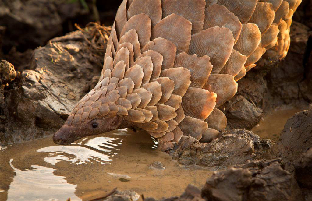 The Plight of the Pangolin Palm Oil Detectives