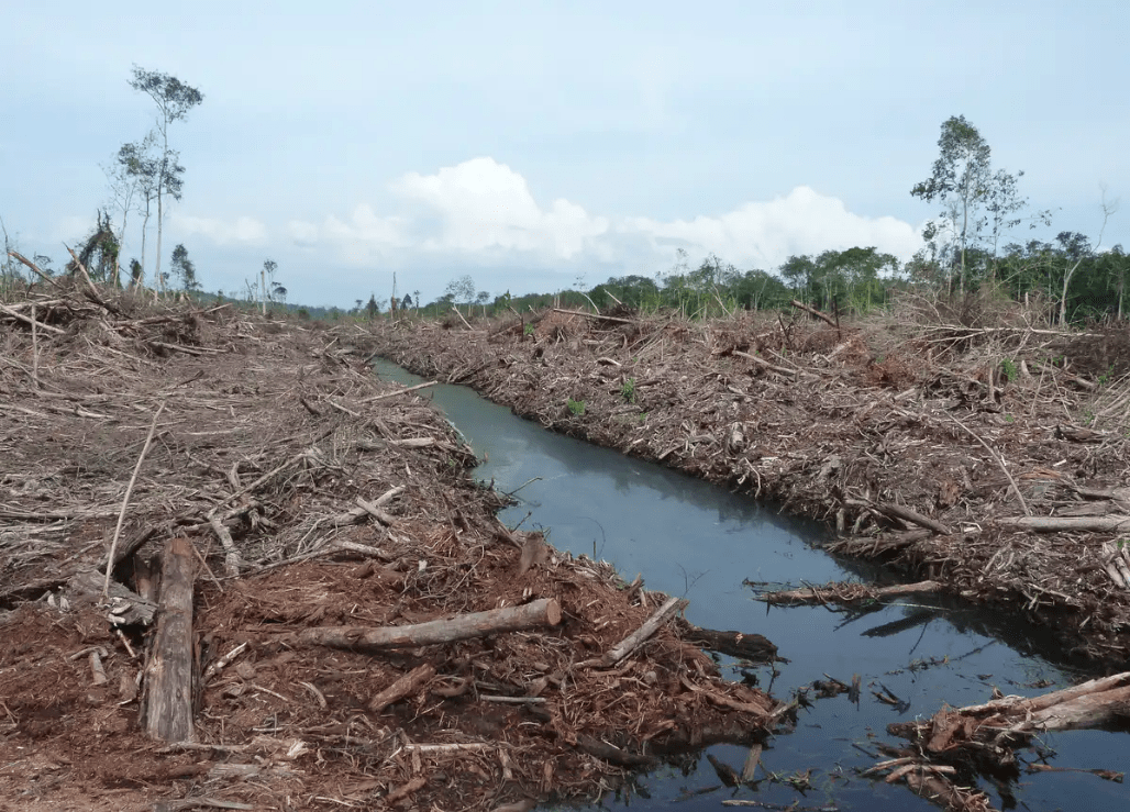 peat-swamp-cleared-for-palm-oil-in-malaysia
