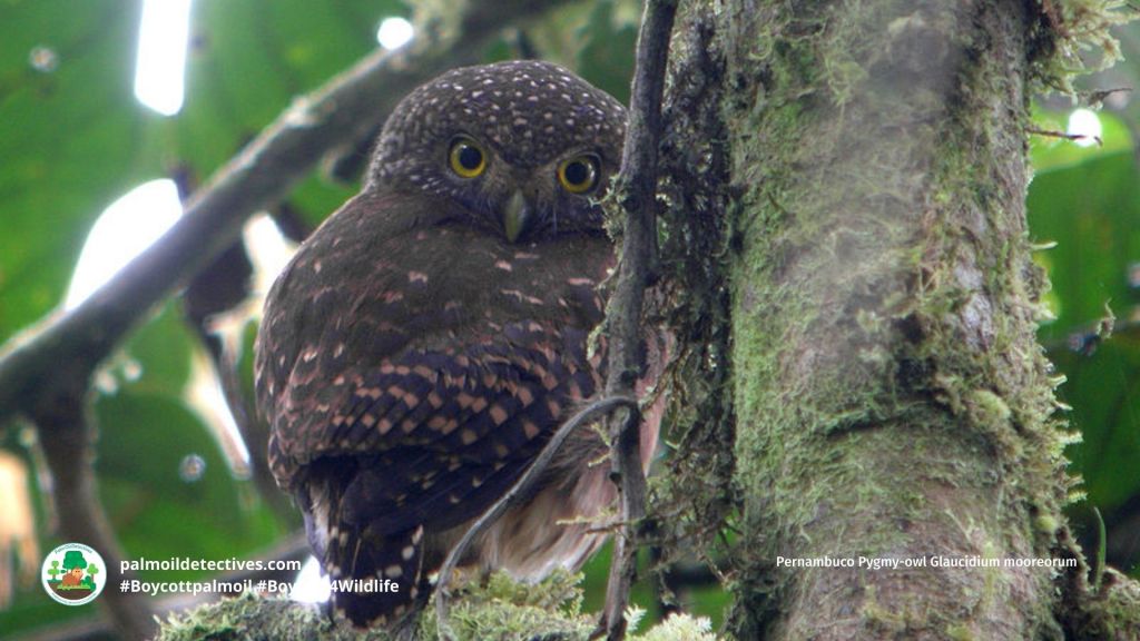 Pernambuco Pygmy-owl Glaucidium mooreorum (2)