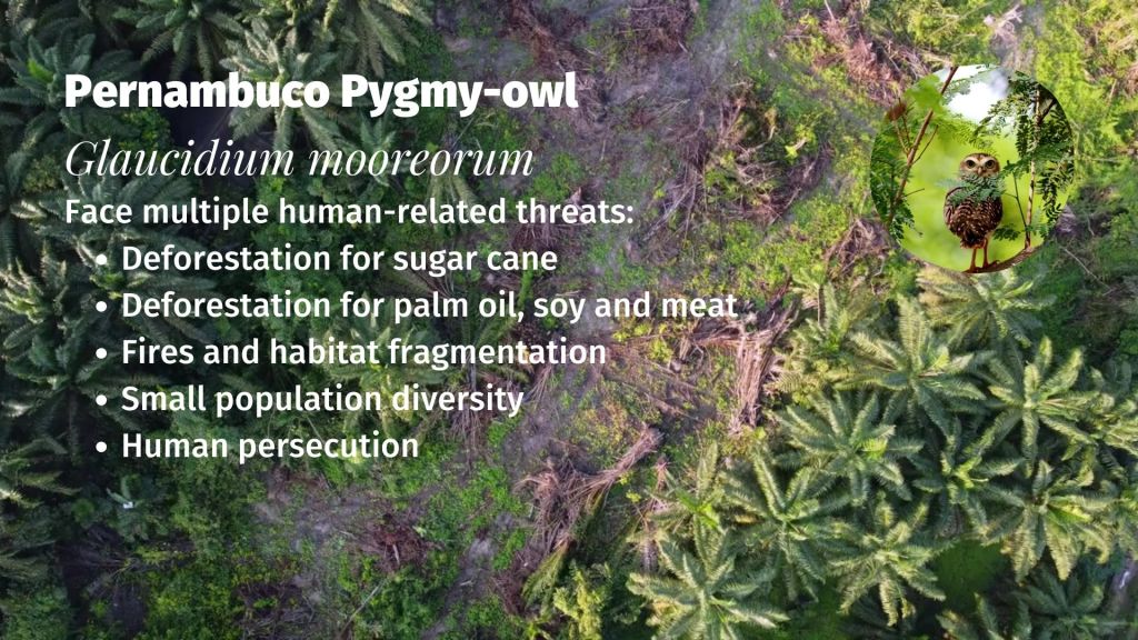 Pernambuco Pygmy-owl Glaucidium mooreorum (3)